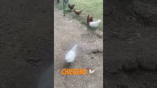 CHICKENS homestead farm animals chicken country countrylife rural preparedness prepper