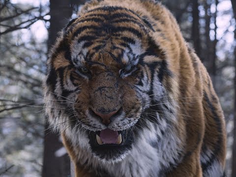 ”ЭТУ ПЕСНЮ ИЩУТ