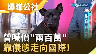 '台灣犬'一隻曾喊價'兩百萬' 歷經浩劫曾瀕臨絕種 靠儀態走向國際小周師 解婕翎主持【爆賺神器】20191013三立iNEWS