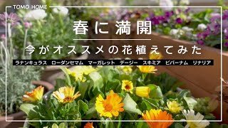 今がオススメの購入苗を鉢やウッドプランターに植えてみた