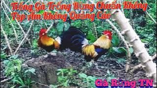 tiếng gà trống rừng gáy chuẩn không tạp âm không quảng cáo