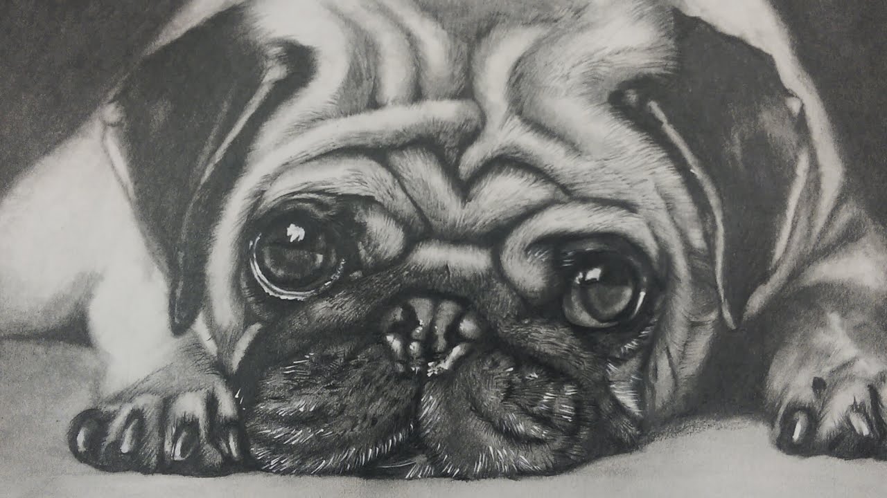 Drawing a Pug Puppy Dog - Realistic Art - YouTube