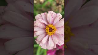 Macrophoto is easy now, just an iPhone, a macro lens and just focus on the object / flower.