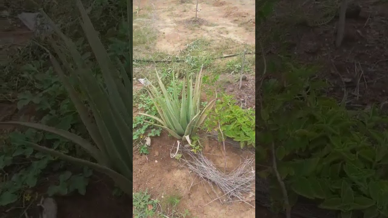 21 de fevereiro de 2026