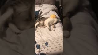 Cat Licks Cheese Slice Thrown at Face by Owner - 1028164