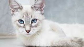 أجمل قطة بعيون زرقاء