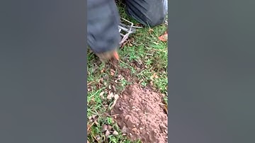 Setting the talpex mole trap