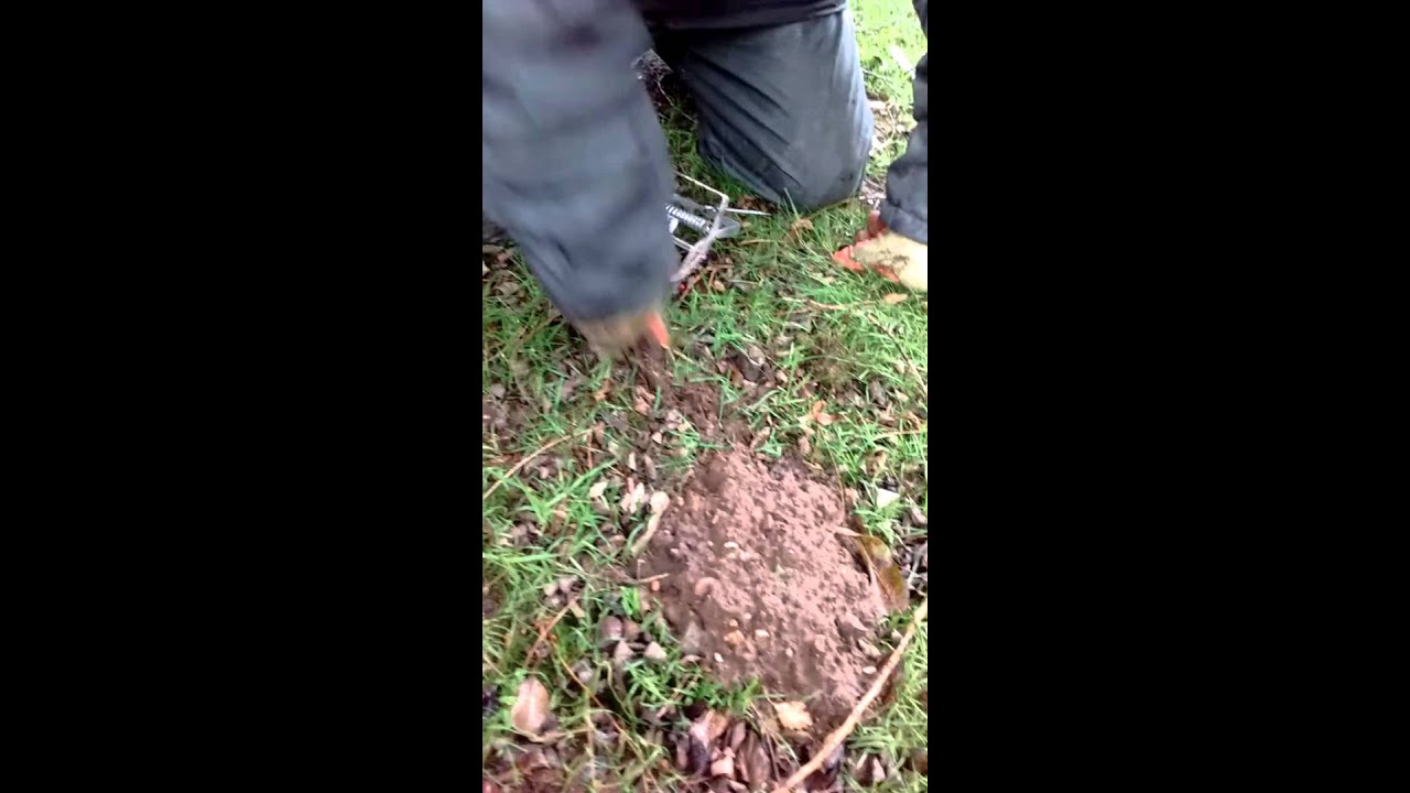 Setting the talpex mole trap
