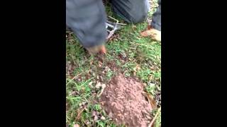 Setting the talpex mole trap