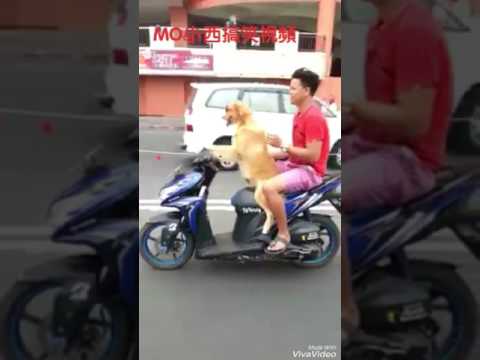 旺角MO小西搞笑視頻人騎摩托車你見得多（狗騎摩托車）你見過未