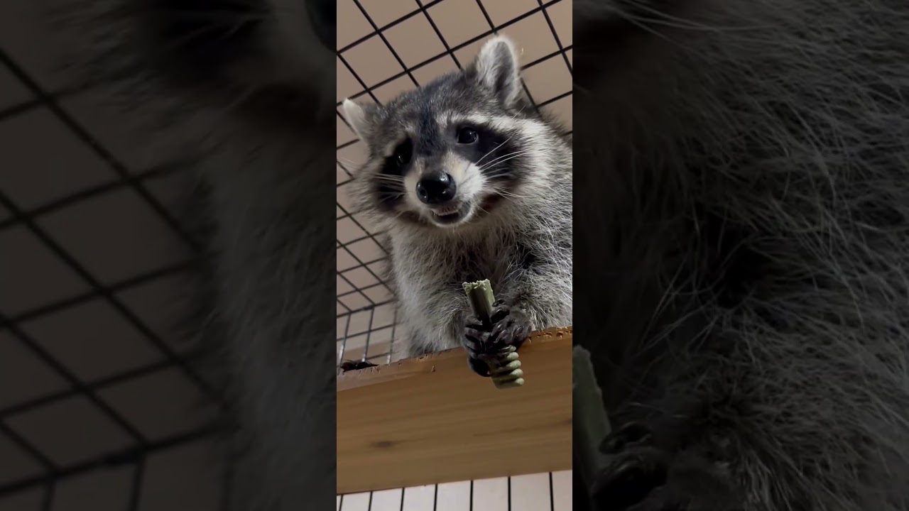 Everyonegets a Greenie before bed   🛌 