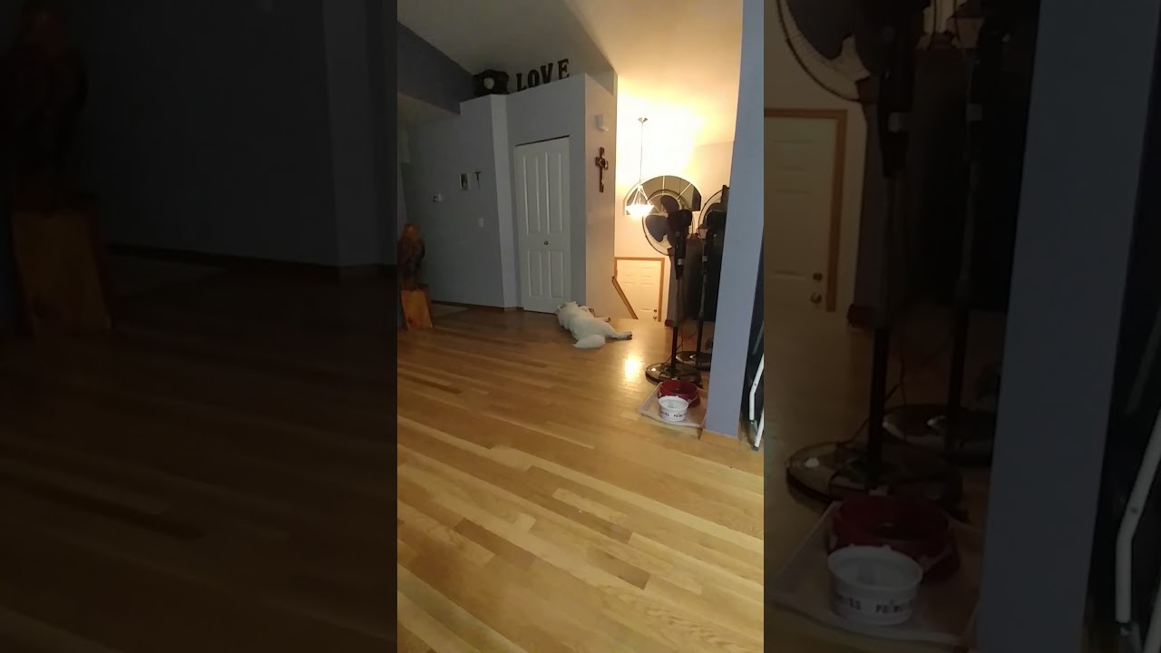 Samoyed puppy howling