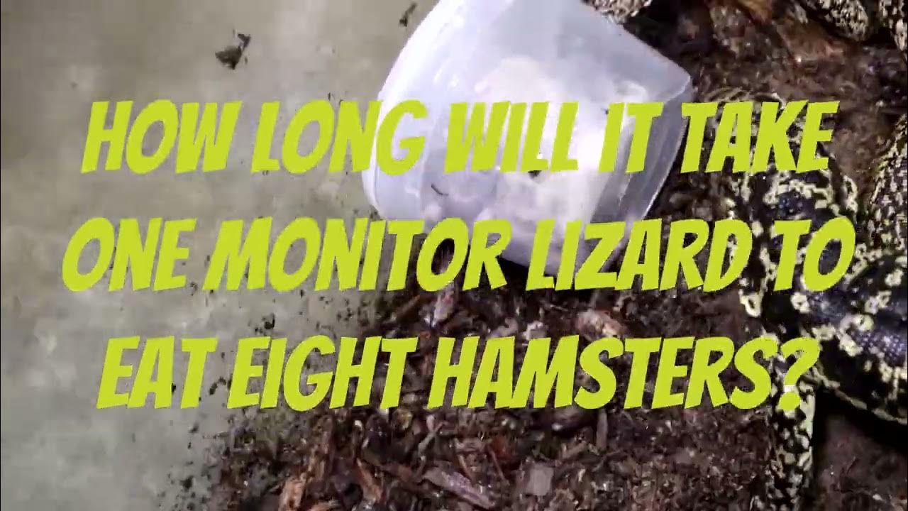 How Fast Can A Monitor Lizard Eat 8 Hamsters YouTube how-fast-can-a-monitor-lizard-eat-8-hamsters-youtube