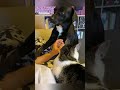 He just wants attention🥺#dog#funny #funnyvideos#fypツ #funnydog