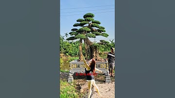 Cây chân dài, mời các bác đại gia ạ#caycanh #nhavuonphongson