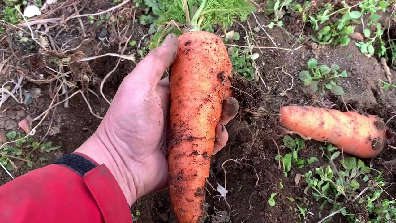 Reusing mulch sheets and the last overwintered carrots 2019 0322
