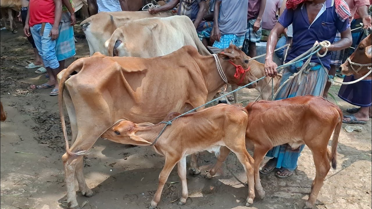 আজ ৭ মার্চ ২৬ | কমদামের মধ্যে বাছুরসহ গাভী গরুর দাম জানুন | কাহারোল হাট 