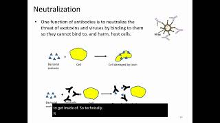 Functions of Antibodies