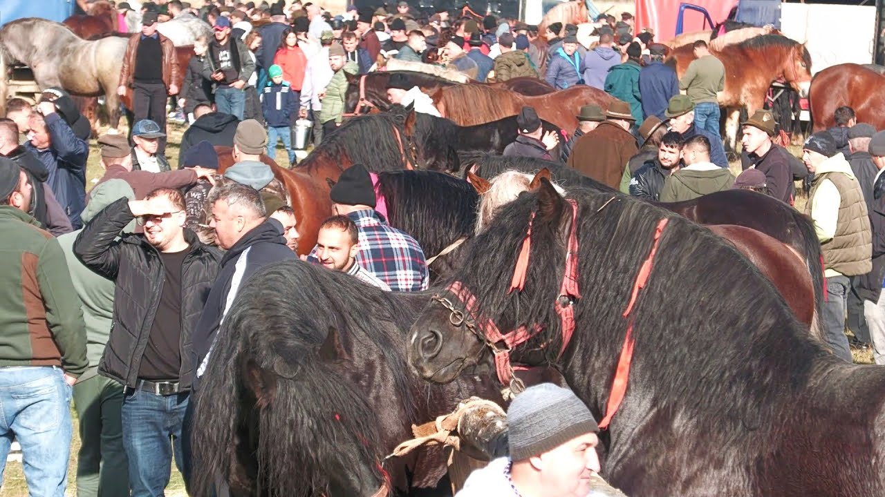 Târg expozițional de cai Solca - Bucovina 9 Noiembrie 2025 ep.2