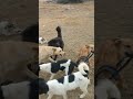 dogs playing