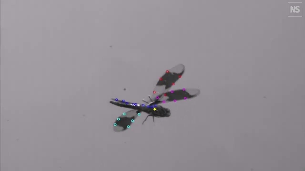 How dragonflies use ultrafast wing movements to flip over in
