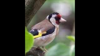 song of the Goldfinch (canto del Cardellino)