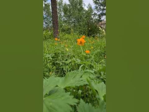 Я выйду за город крапив. Я выйду за город крапива колется.