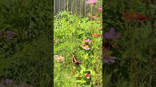 The beauty of having a pollinator garden! #zone8b #garden #pollinatorgarden #butterflies #zinnias
