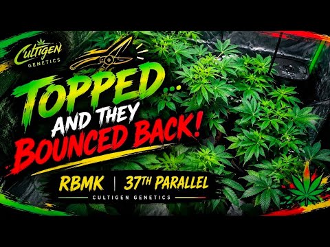Quick Update 🔥💨 | How they look AFTER topping!