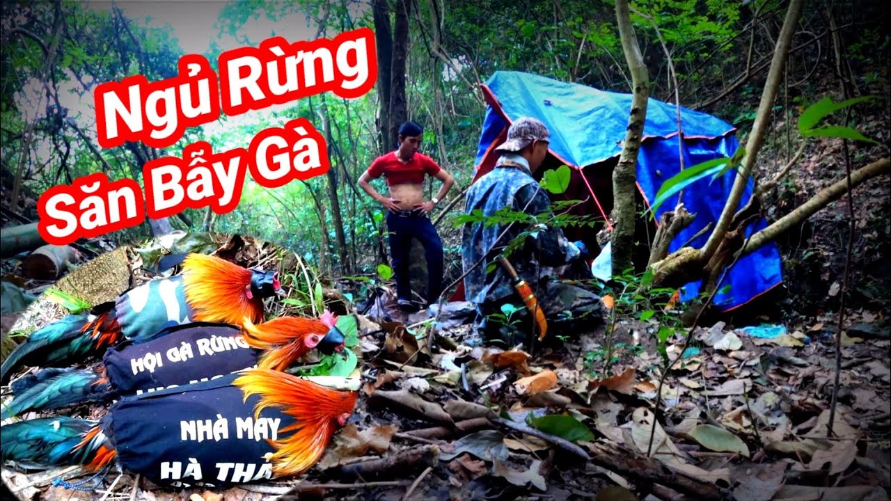 Chuyến Đi Ngủ Rừng Bẫy Gà Rừng Của Anh Em Thợ Rừng