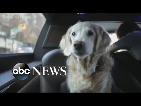 Video: Pet Scoop: Pencarian Terakhir 9/11, Meninggal Dog di 16, Petugas NYPD Mengadopsi Kitten Diselamatkan