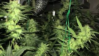 Medical Garden