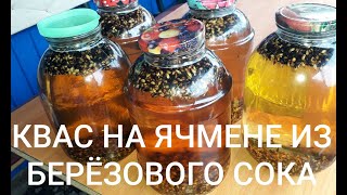 Домашний квас из берёзового сока на ячмене.