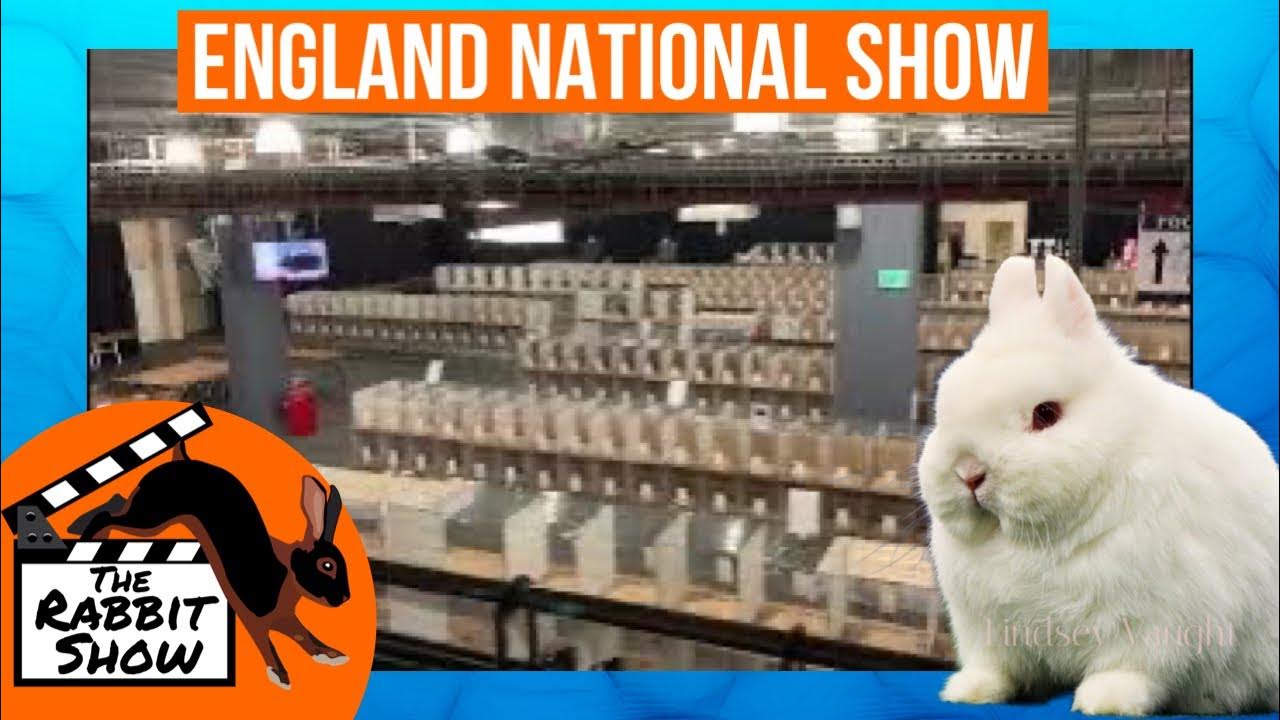Bradford England’s National Rabbit Showroom YouTube