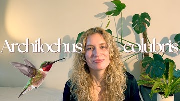 Discovering the ruby-throated hummingbird