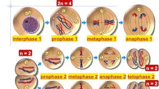 Intro to Meiosis