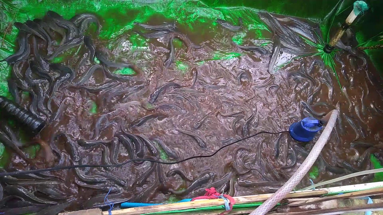 Panen ikan Lele di kolam terpal mini - YouTube