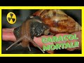 ⛔ CARACOL GIGANTE AFRICANO ☢MASCOTA MORTAL ⛔