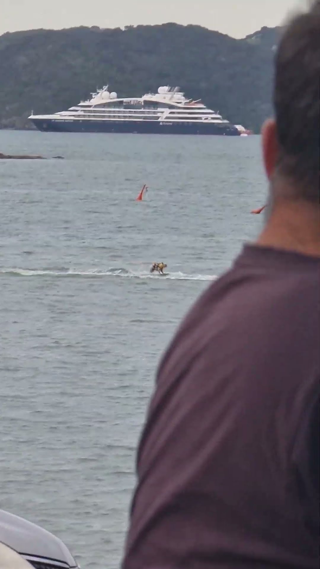 Frenchie on Wakeboard || ViralHog