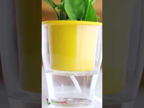 Self watering pots by Floweraura | How to do self watering for plants? #shorts #youtubeshorts
