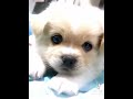 perritos tiernos #edit #music #hermoso #music #tierno #love #hermosa
