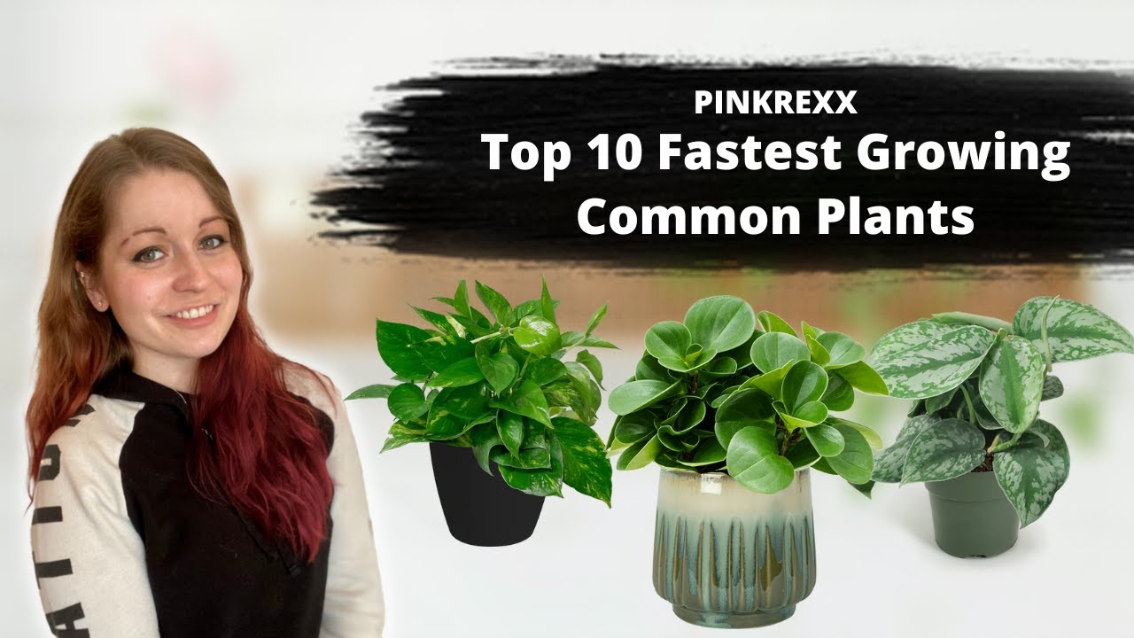 TOP 10 FASTEST GROWING COMMON PLANTS: Easy plants for your collection