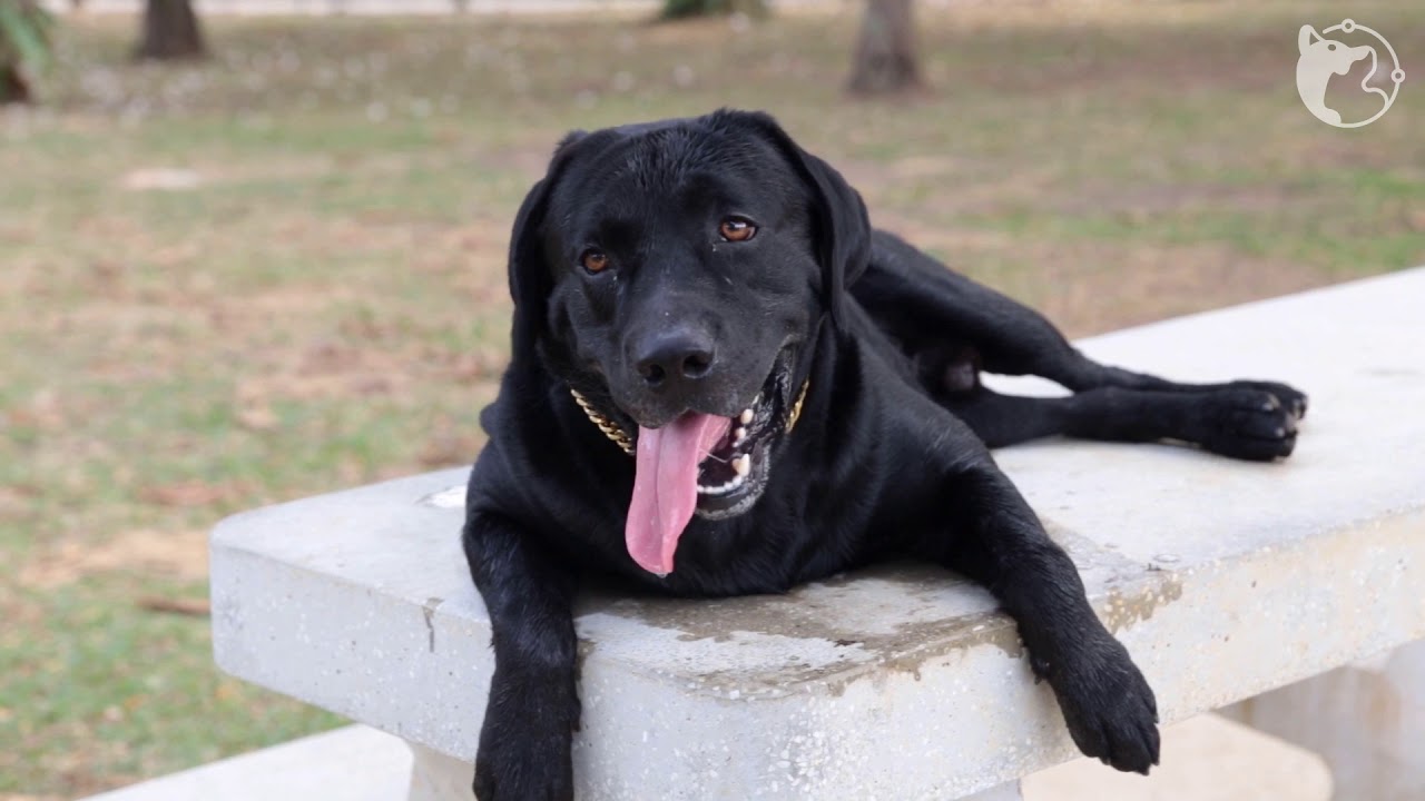 West Coast Park Dog Run (Singapore) by WoofWaggers YouTube