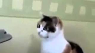 Cat Fights With Printer -- Funny Cats