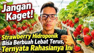 Jangan Kaget! Strawberry Hidroponik Bisa Berbuah Lebat Terus, Ternyata Rahasianya Ini 🍓