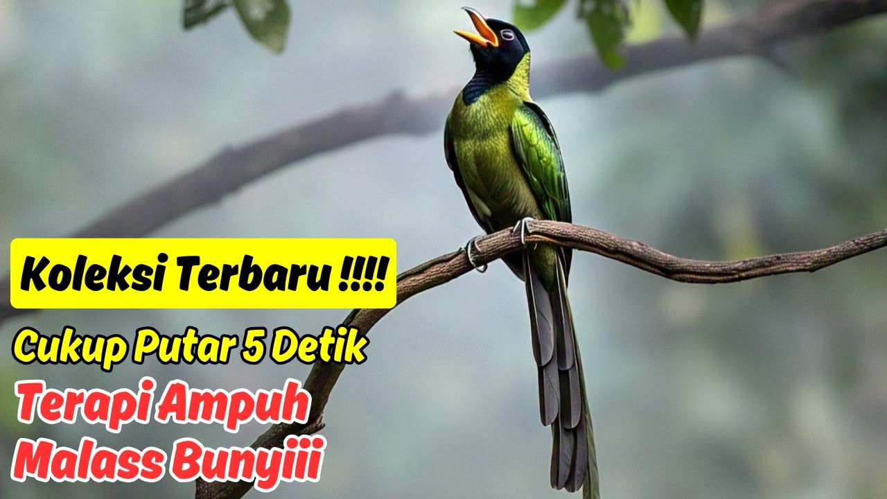 SUARA MASTERAN MURAI BATU OHARA - SOLUSI BURUNG YANG TIDAK PERCAYA DIRI 2
