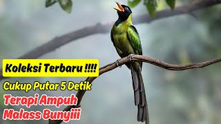 SUARA MASTERAN MURAI BATU OHARA - SOLUSI BURUNG YANG TIDAK PERCAYA DIRI 2