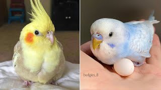Baby Animals 🔴 Funny Parrots and Cute Birds Compilation (2023) Loros Adorables Recopilación #4