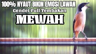 MASTERAN BURUNG CENDET TEMBAKAN MATERI KOMPLIT COCOK BUAT ISIAN CENDET ANDA