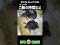 亀観察日記 2026.6.11 「ご飯の時間だよ！」